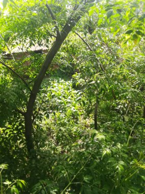 Ormanda yeşil yapraklar