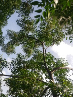 Ormandaki yeşil ağaç