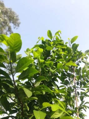 Bahçesinde genç bir ağaç olan bir çalılığın yeşil yaprakları.