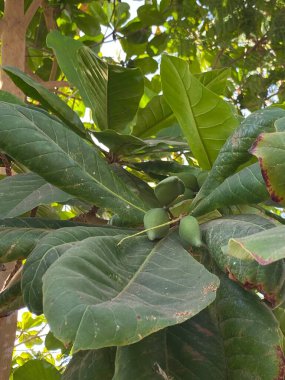 yeşil ağaç yaprakları, bitki örtüsü ve doğa