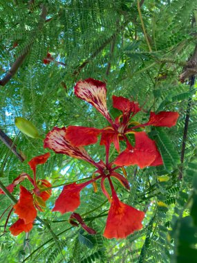 Bahçedeki güzel çiçekler