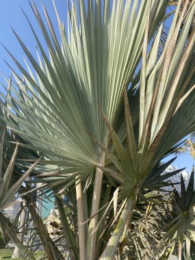 Parktaki palmiye ağacı