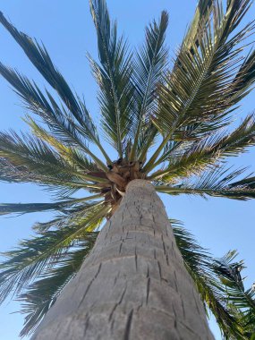 Sahilde palmiye ağacı