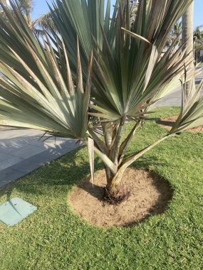 Parktaki palmiye ağacı