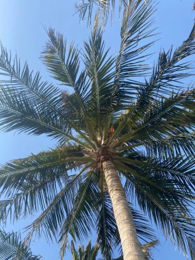Mavi gökyüzü arkaplanlı palmiye ağacı
