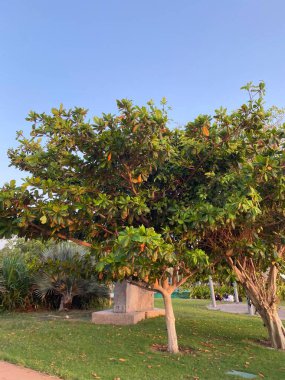 Güzel botanik fotoğrafı, doğal duvar kağıdı.