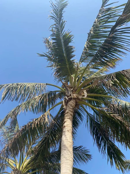 Mavi gökyüzü arkaplanlı palmiye ağacı