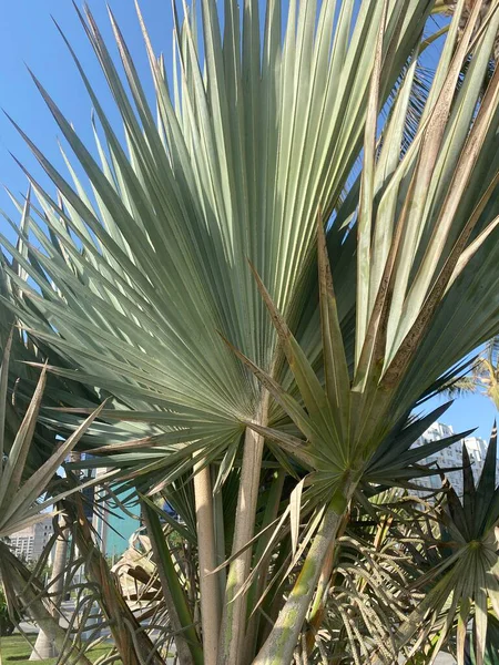 Parktaki palmiye ağacı