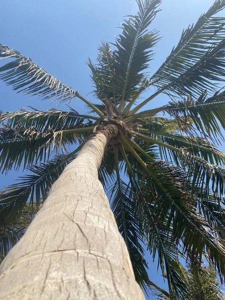 Gökte bir palmiye ağacı
