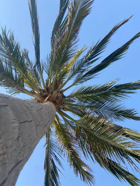 Sahilde palmiye ağacı