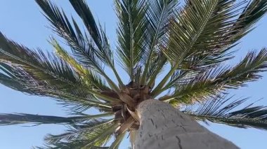 Bahçedeki palmiye ağacı