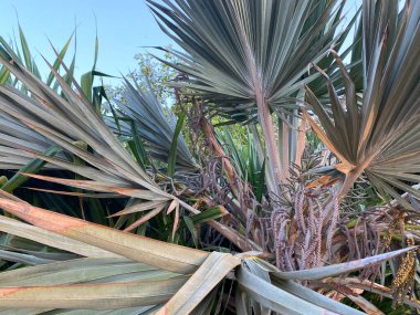 Yeşil yapraklı palmiye ağaçları