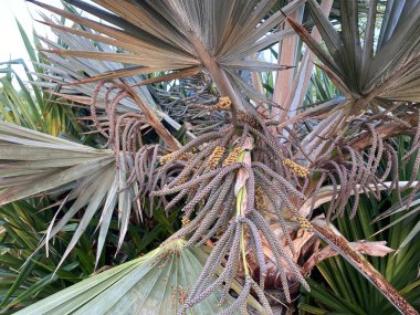 Bahçenin dallarında hurma yaprakları.