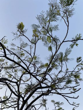 Ağaç dalları, bitki örtüsü ve doğa