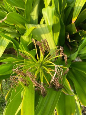 Güzel botanik fotoğrafı, doğal duvar kağıdı.
