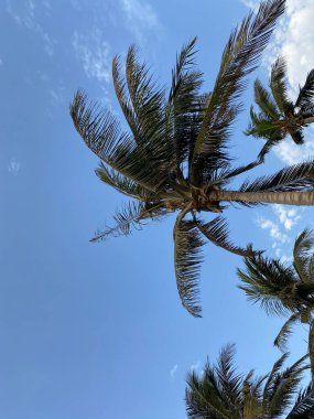 Parktaki palmiye ağaçları