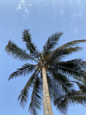 Mavi gökyüzüne karşı palmiye ağacı