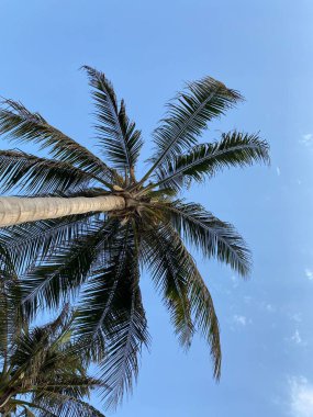 Parktaki palmiye ağacı