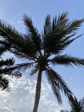 Parktaki palmiye ağacı