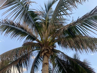 Parktaki palmiye ağacı