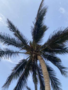 Gökte bir palmiye ağacı