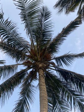 Sahilde palmiye ağacı