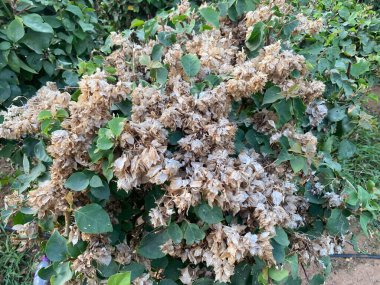 Bahçedeki bir bitkiyi kapat.