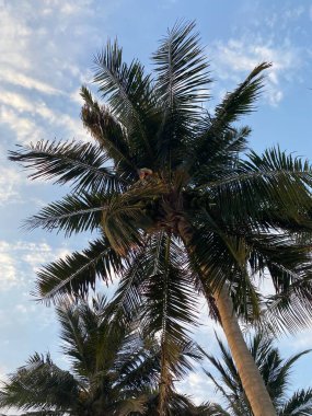 Parkta hindistan cevizi ağacı