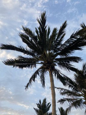 Sahilde palmiye ağacı