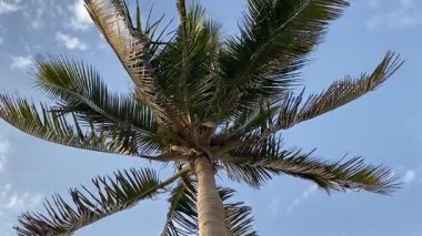 Gökte bir palmiye ağacı