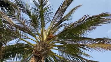 Ormandaki palmiye ağacı