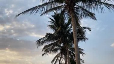 Parktaki palmiye ağaçları