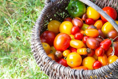 yeşil arka planda sepette çok renkli domatesler