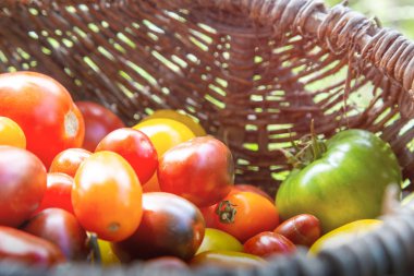 yeşil arka planda sepette çok renkli domatesler