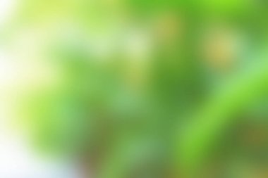 Arka plan bulanık. Park doğa ormanı. Yaz tatili, piknik konsepti.