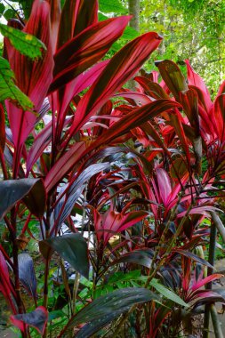 Tropikal bitki örtüsü, kırmızı uzun yapraklar, kordiline fruticosa.
