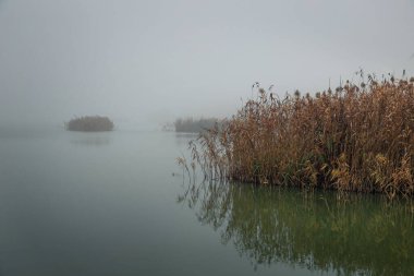 Nehirde sisli bir sabah. Sonbahar sisi. Sisin içinde nehir kamışları.