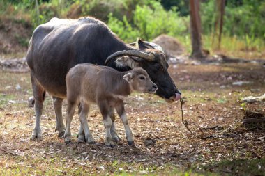 Bufalo anne, Tayland 'da ormanın arka planında küçük bir çocukla yerde yatıyor.