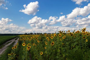 Mavi bulutlu bir arka planda sarı büyük ayçiçekleri