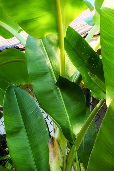 Folhas Samambaia Verde Tropical — Fotografia de Stock