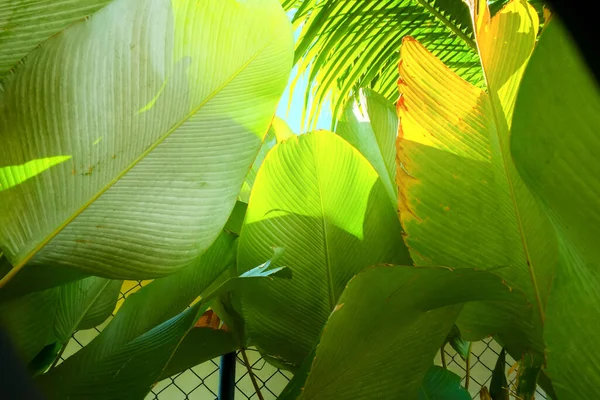 Feuilles Fougère Verte Tropicale — Photo