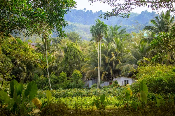 A hut surrounded by lush jungle vegetation in Thailand.