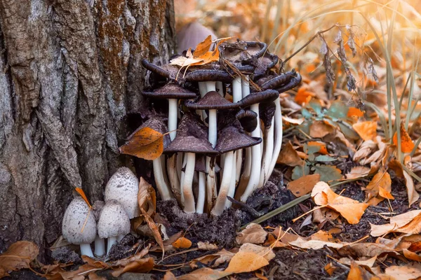 Sienet Tammen Lähellä Syksyn Metsässä — kuvapankkivalokuva