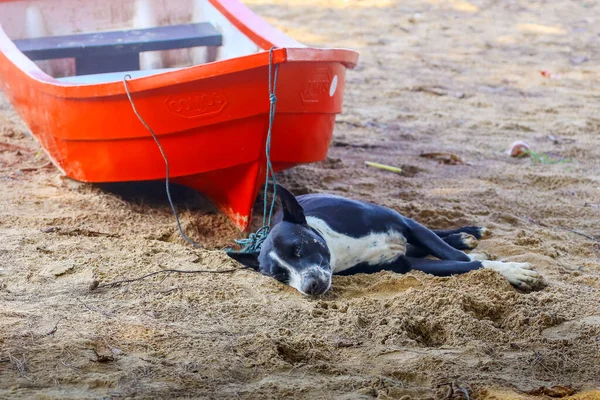 A large dog guards the boat. Lying dog on the beach.