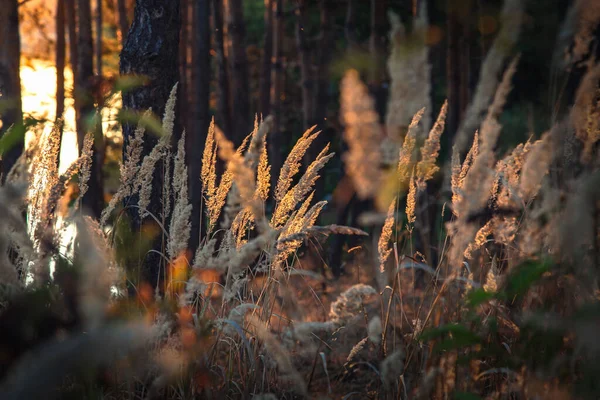 Hierba Silvestre Sobre Fondo Atardecer Hermosa Puesta Sol Bosque — Foto de Stock