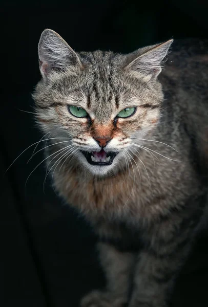 Wild Cat Grin Portrait Root Cat — Stock Photo, Image