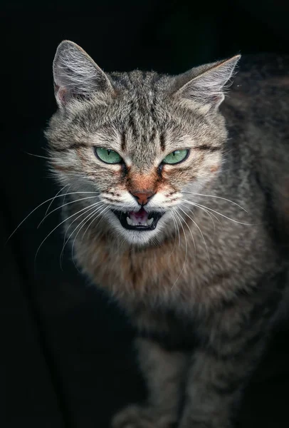 Sonrisa Gato Salvaje Retrato Gato Raíz — Foto de Stock