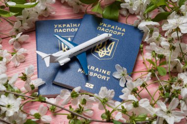 Bahar seyahat kavramı üzerinde pasaport küçük bir uçak, beyaz çiçekli dallar Ukrayna iki biyometrik pasaport pembe kurullarında çevrili