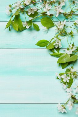 Turkuaz kurullarında kiraz dalları beyaz çiçekler, dikey düzenleme, Bahar kavramı ile yalan
