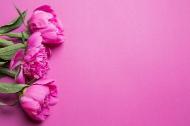 pembe çiçekler peonies pembe bir arka plan üzerinde bahar ve yaz konsepti